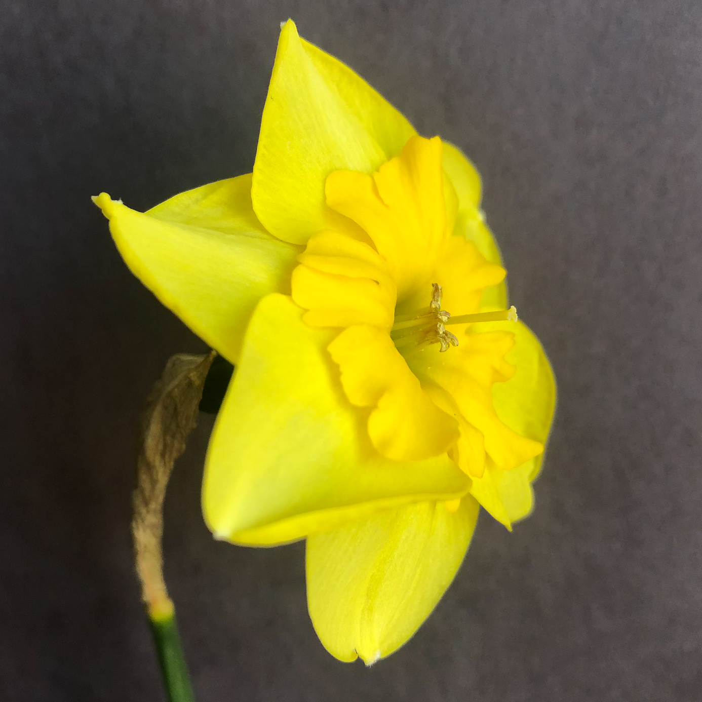 three quarter view of narcissus curly lace