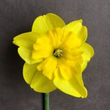 photo of front view of narcissus curly lace