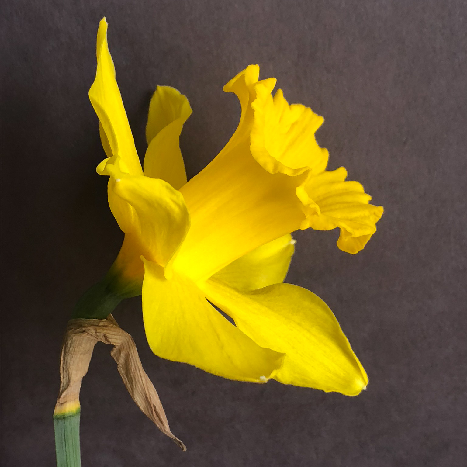 side view of narcissus exception