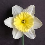 photo of front view of narcissus ice follies
