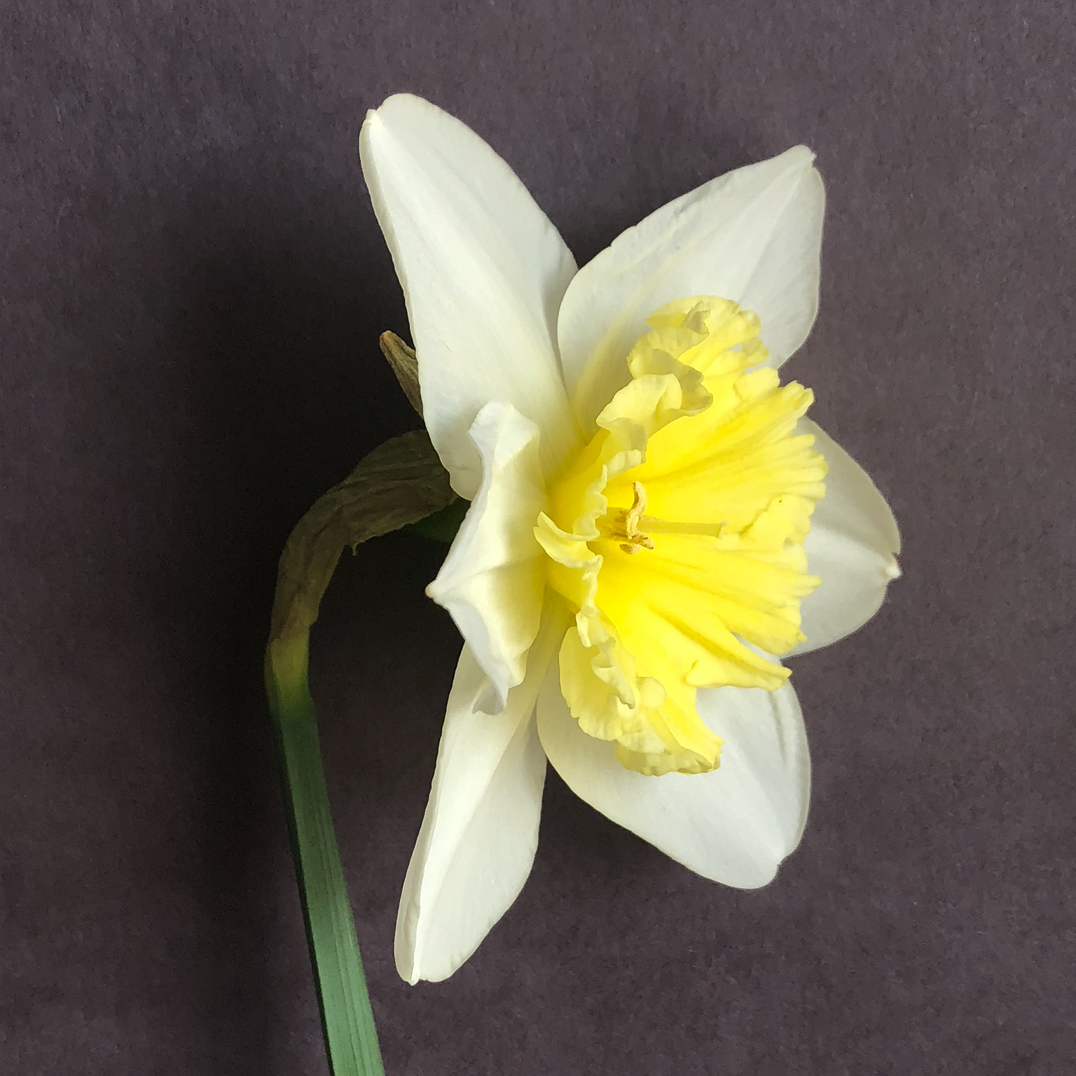 three quarter view of narcissus ice follies