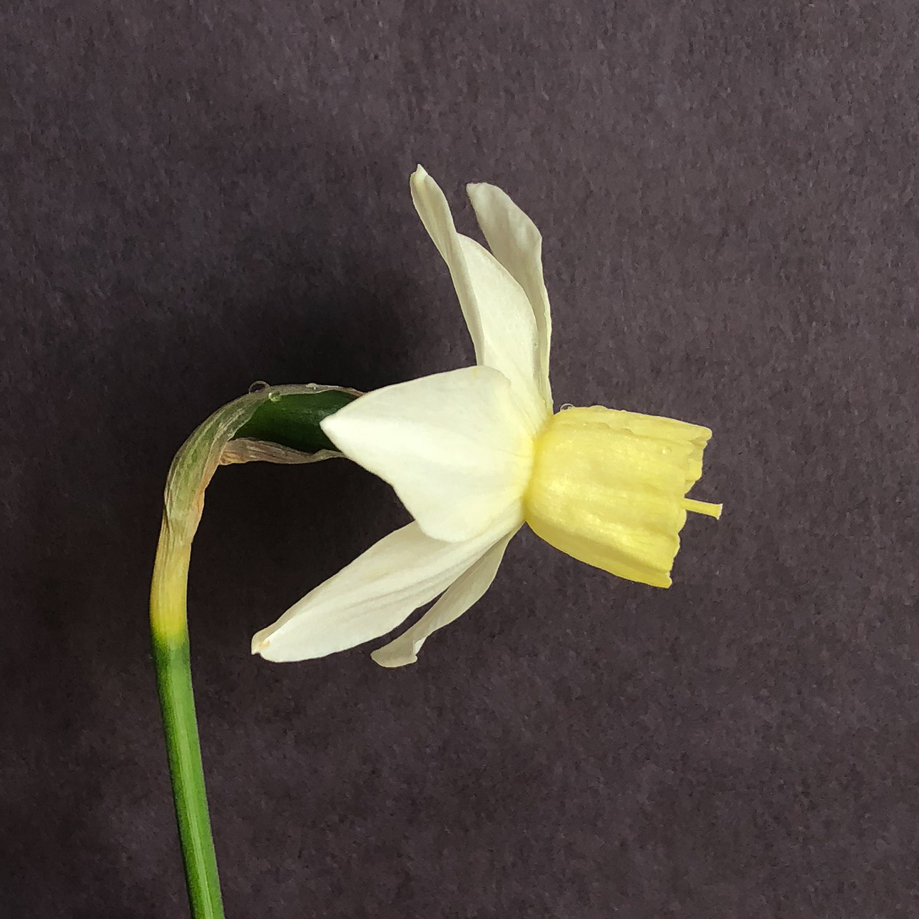 side view of narcissus sailboat