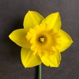 photo of front view of narcissus saint keverne