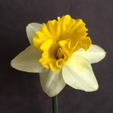 photo of front view of narcissus wisley