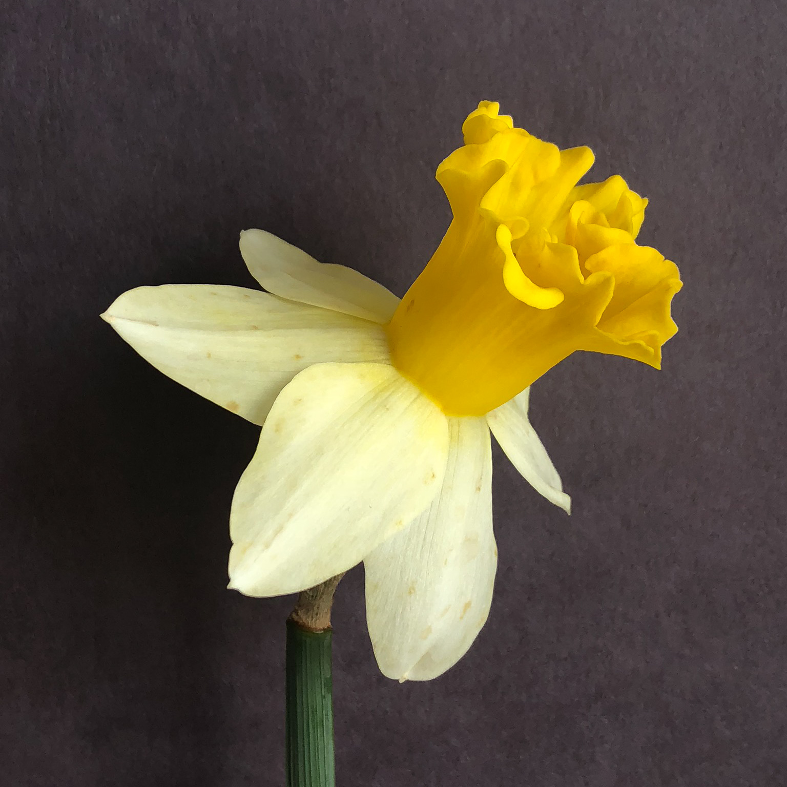 three quarter view of narcissus wisley