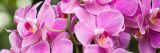 Close up of pink orchids