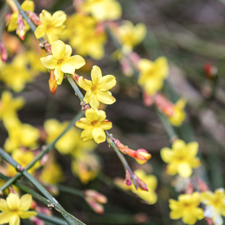 Photo of winter jasmine