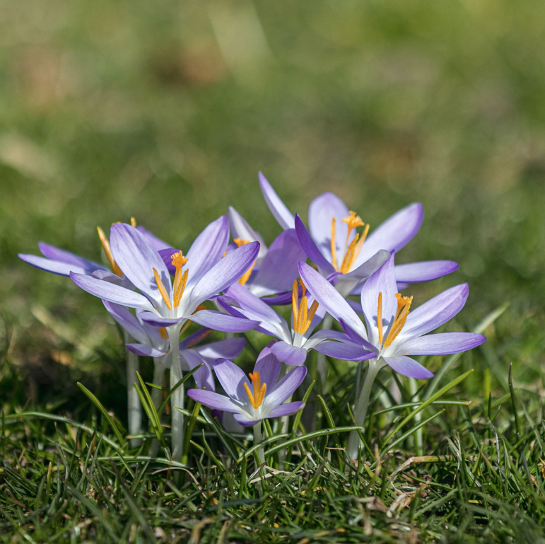 Photo of purple crocuses