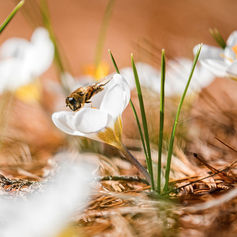 Photo of a bee-mimicking fly atop a white crocus