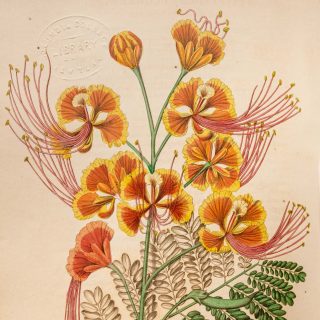 An illustration of yellow-tipped, fan-shaped orange peacock flowers.