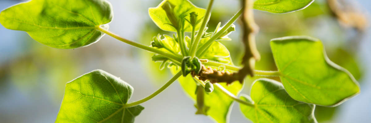 close up of green leafs on a brown steam