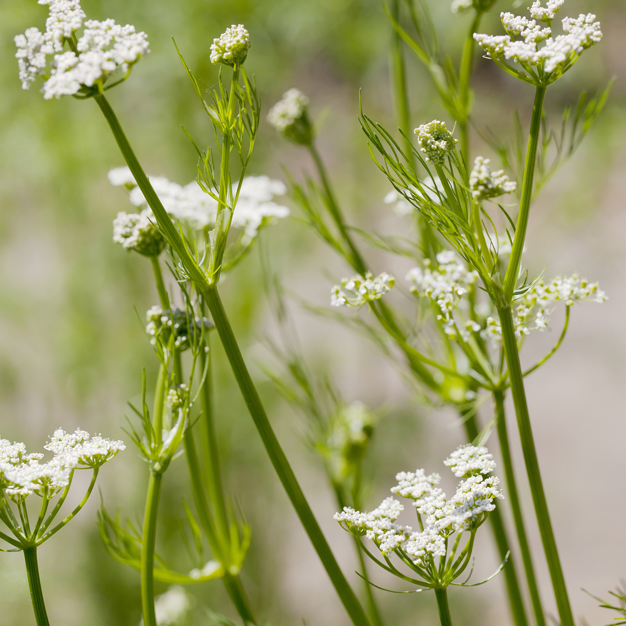 Photo of the cumin plant