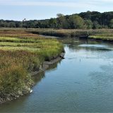 Photo of Alley Creek Wetlands