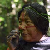 Photo of an Aukre chief smelling a vine