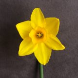 front view of narcissus sweetness