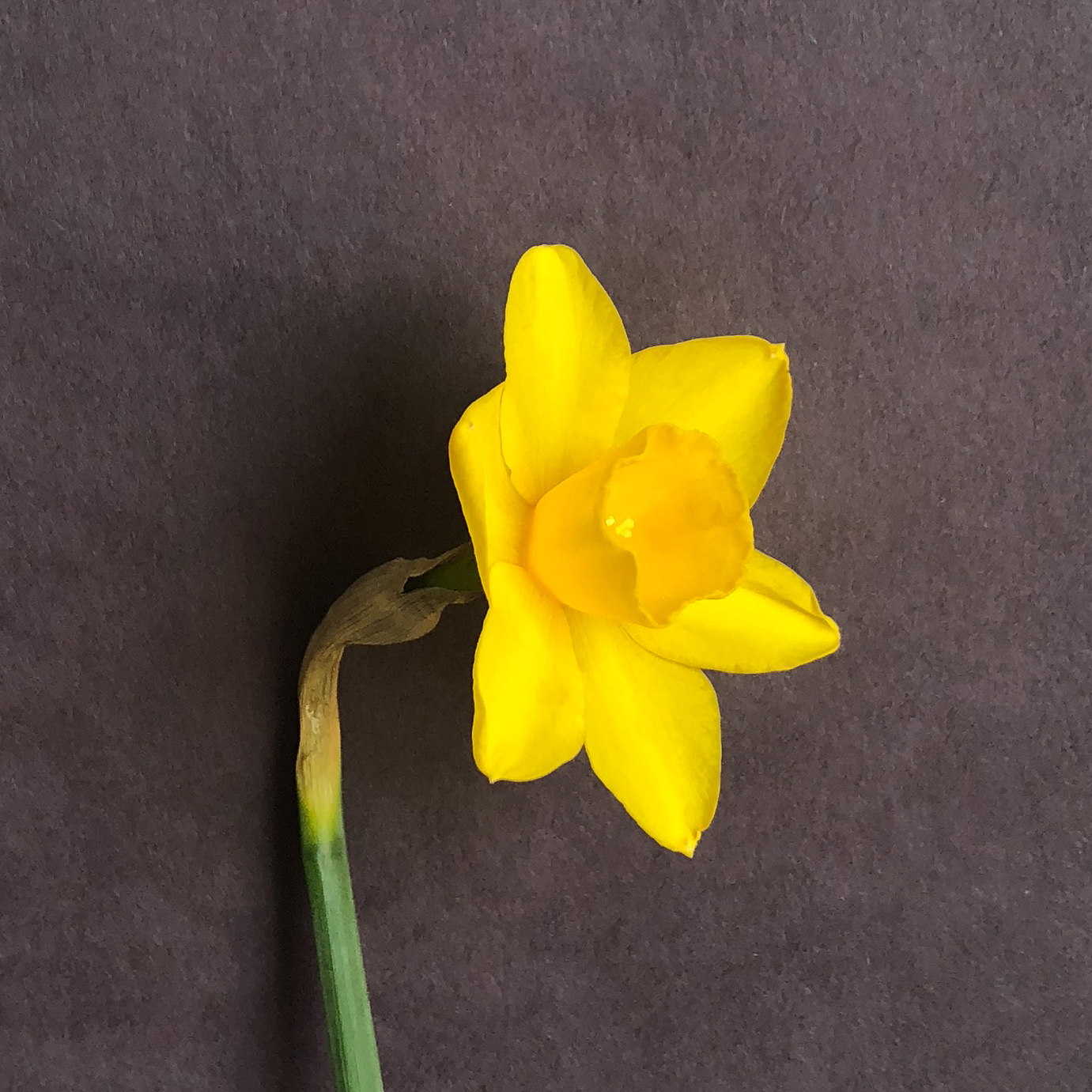 three quarter view of narcissus sweetness