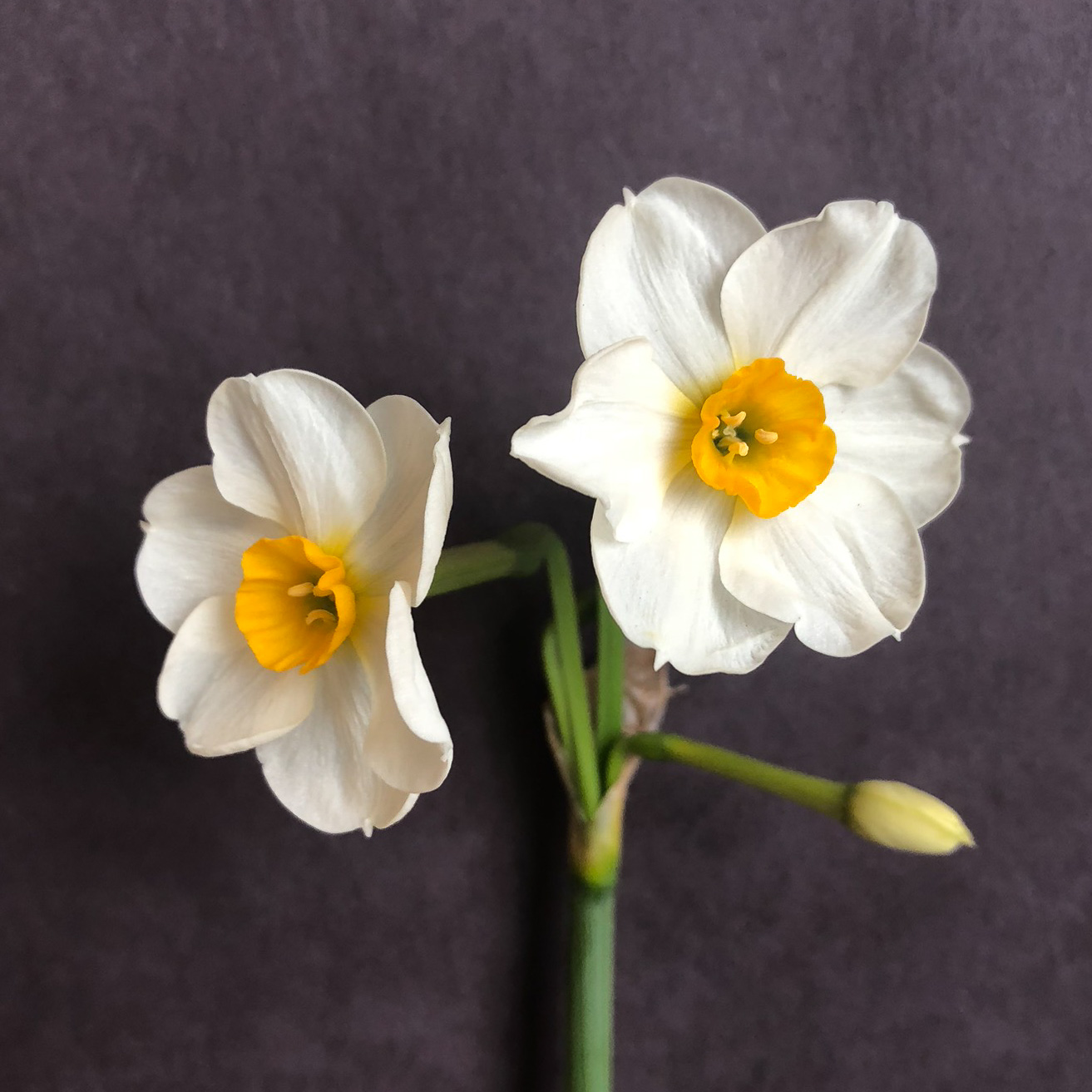 three quarter view of two narcissus beautiful eyes flowers on a single stem