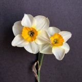 two narcissus beautiful eyes flowers on a single stem with white petals and orange coronas