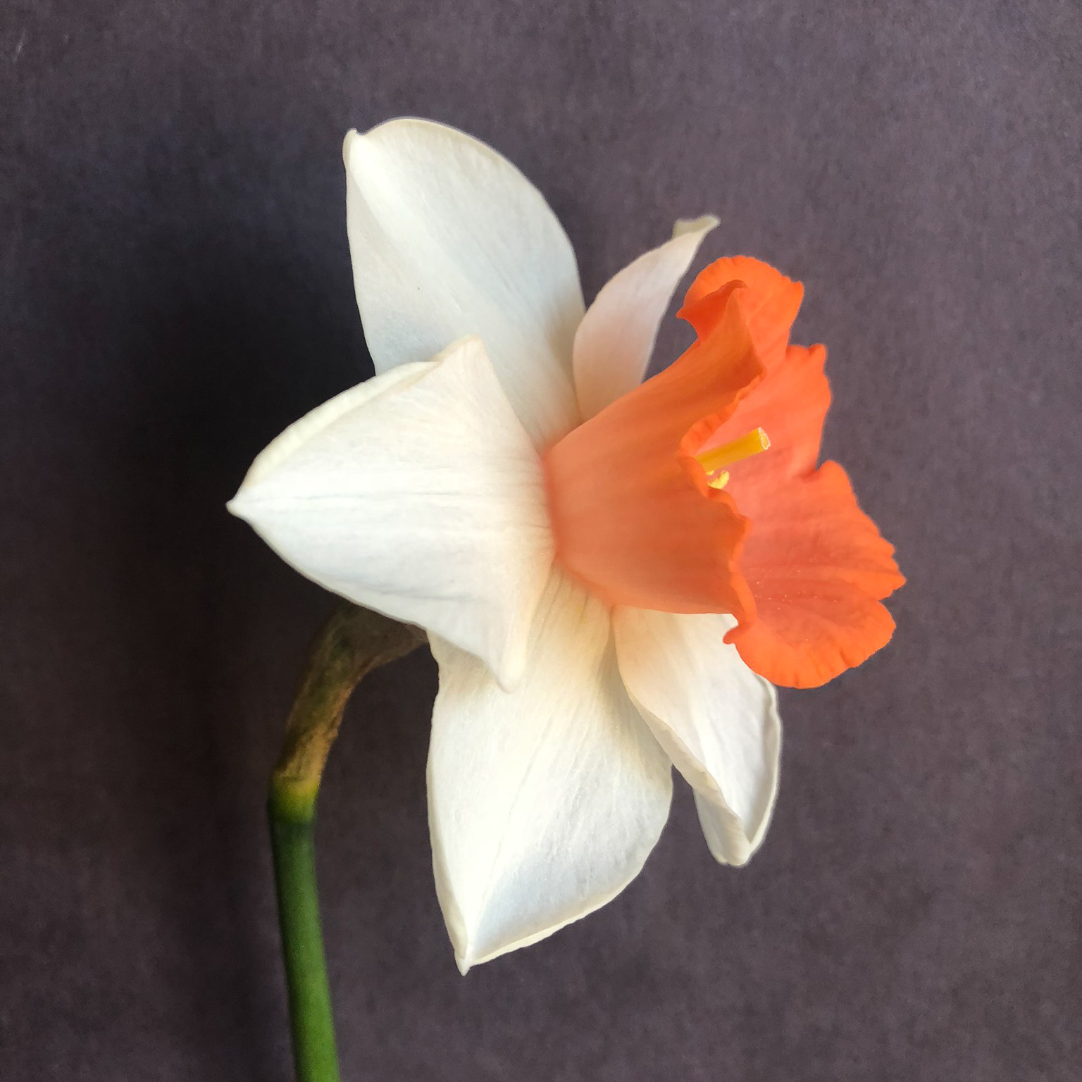 three quarter view of narcissus chromacolor