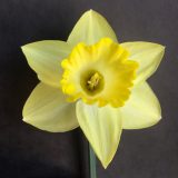 front view of narcissus pistachio