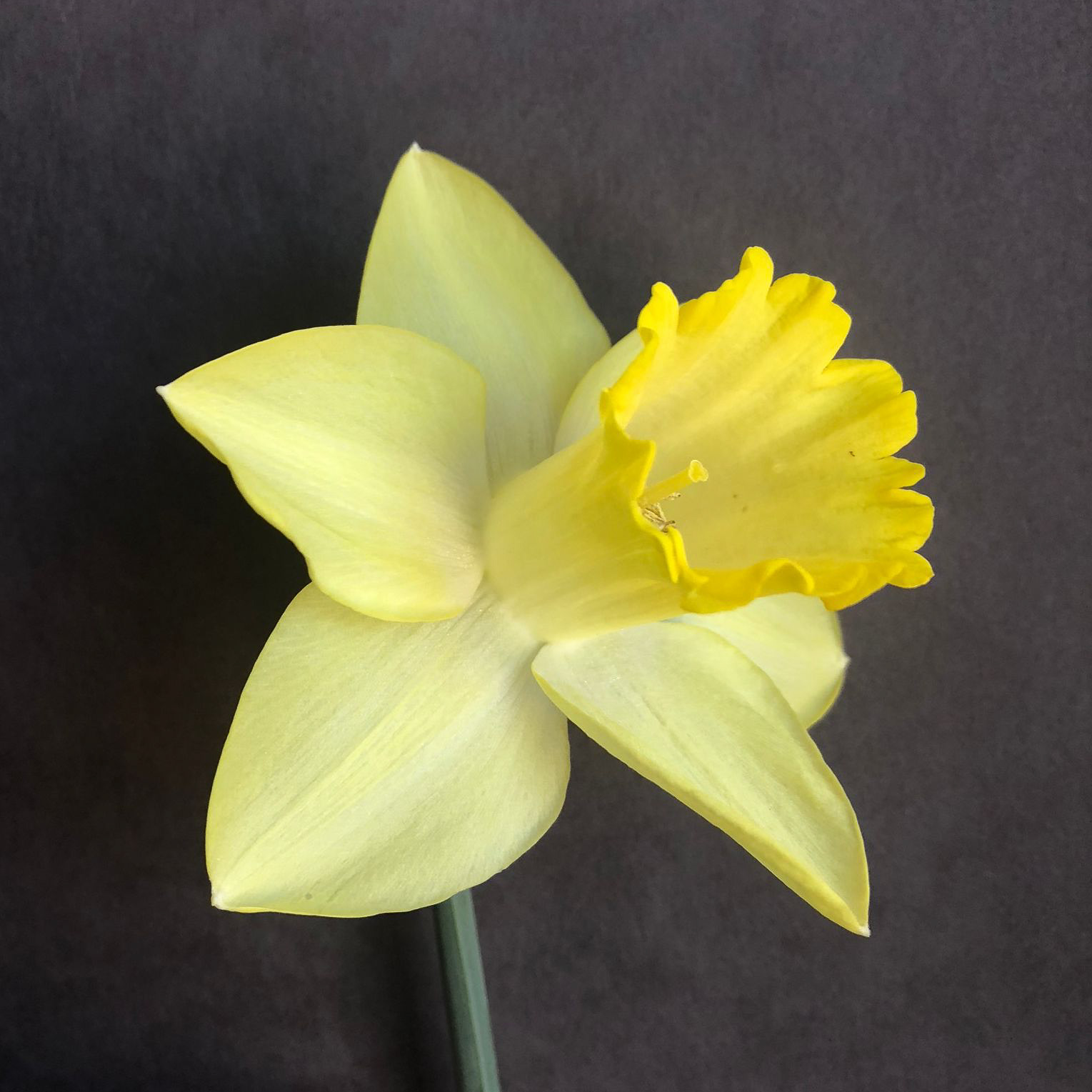 three quarter view of narcissus pistachio