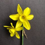 two narcissus sunlight sensation flowers on a single stem one facing front the other facing the side