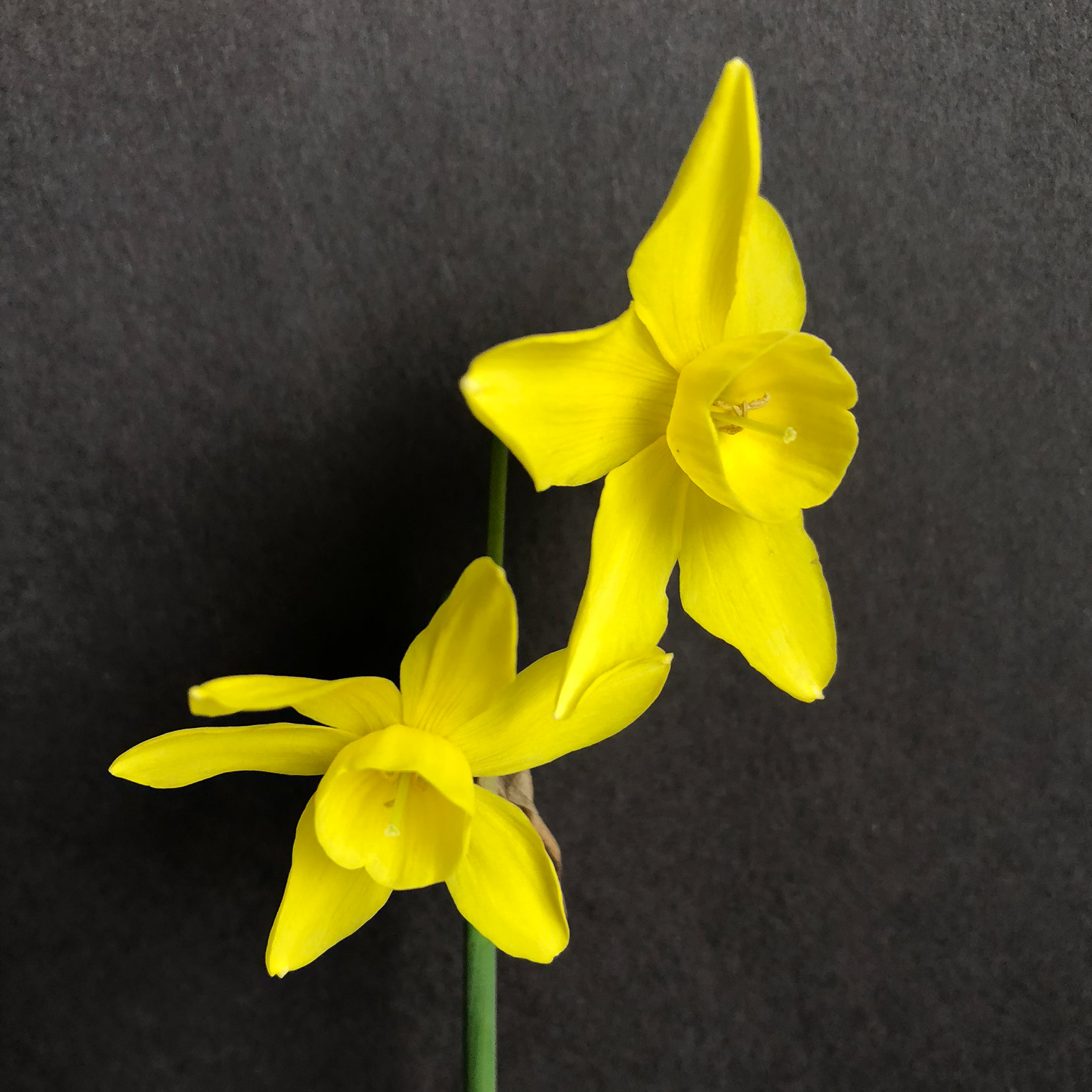three quarter views of two narcissus sunlight sensation flowers on a single stem