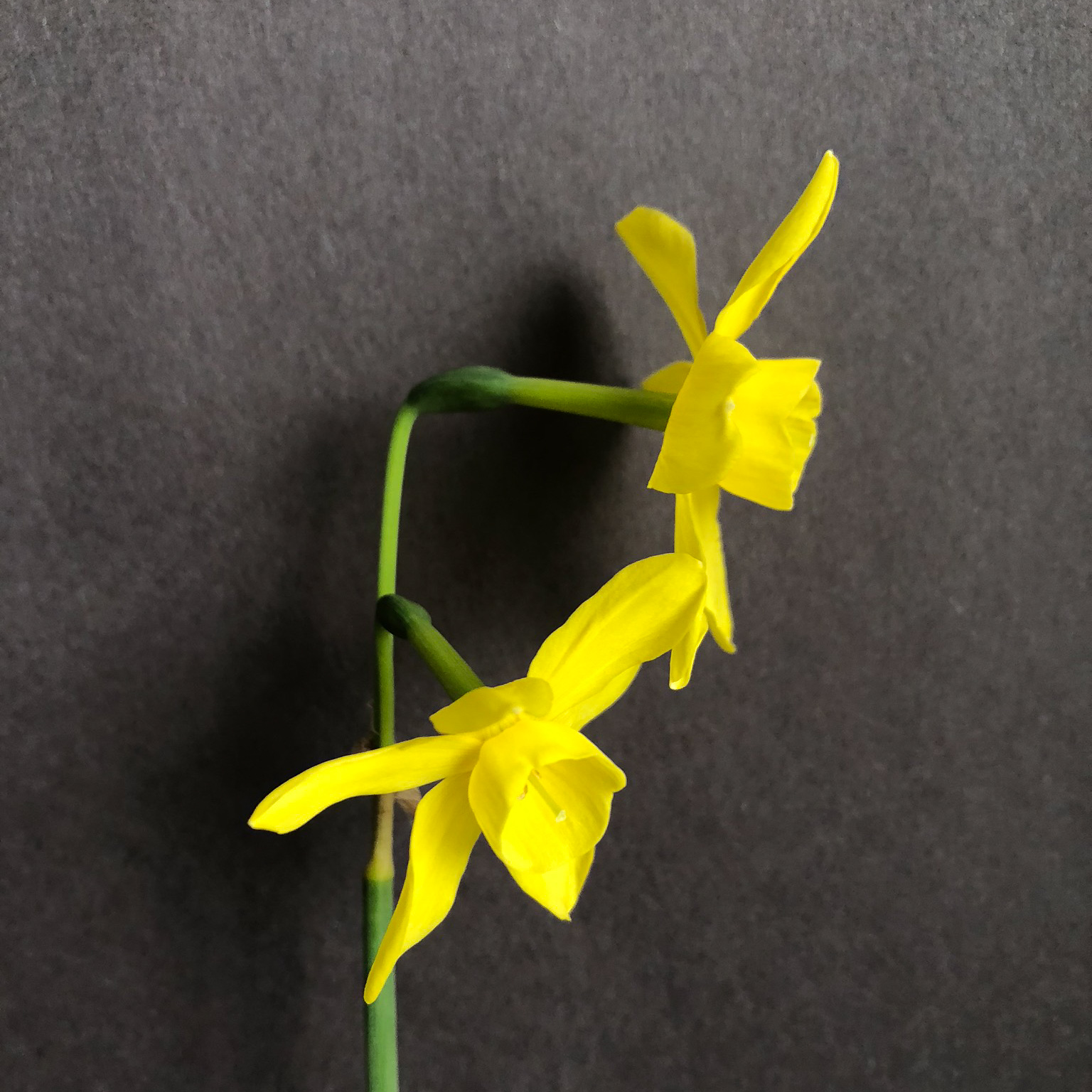 two narcissus sunlight sensation flowers on a single stem both facing to the right side
