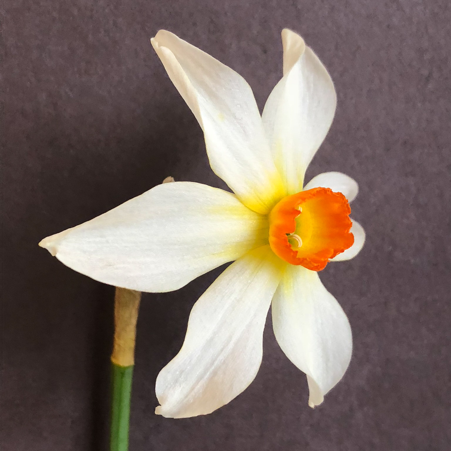 three quarter view of narcissus firebrand