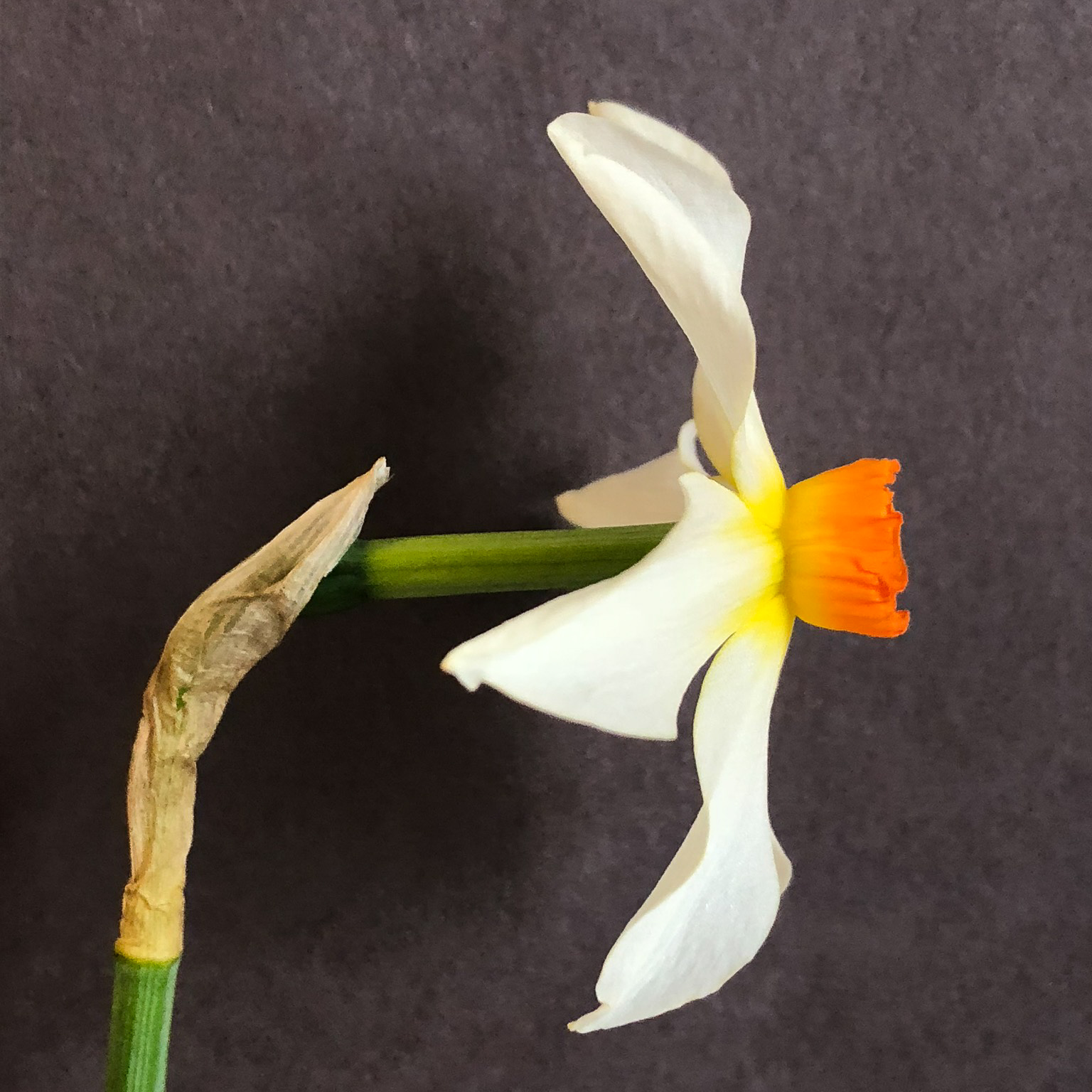 side view of narcissus firebrand