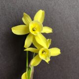 two narcissus hawera flowers on a single stem facing front