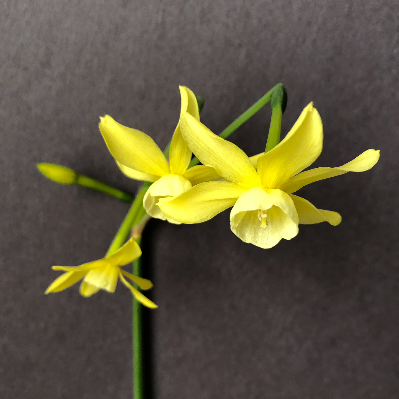 three narcissus hawera flowers on a single stem facing downward