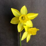 front and three quarter view of a narcissus hawera with two flowers on a single stem