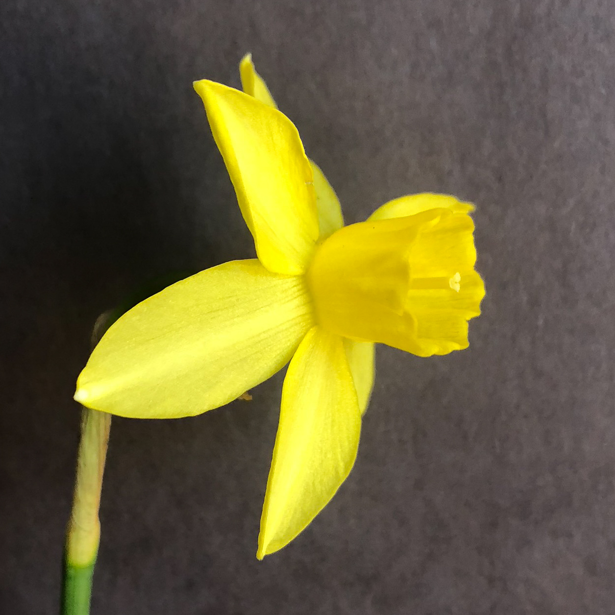 three quarter view of narcissus lemon sailboat