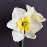 front view of two narcissus smiling twin flowers on a single stem