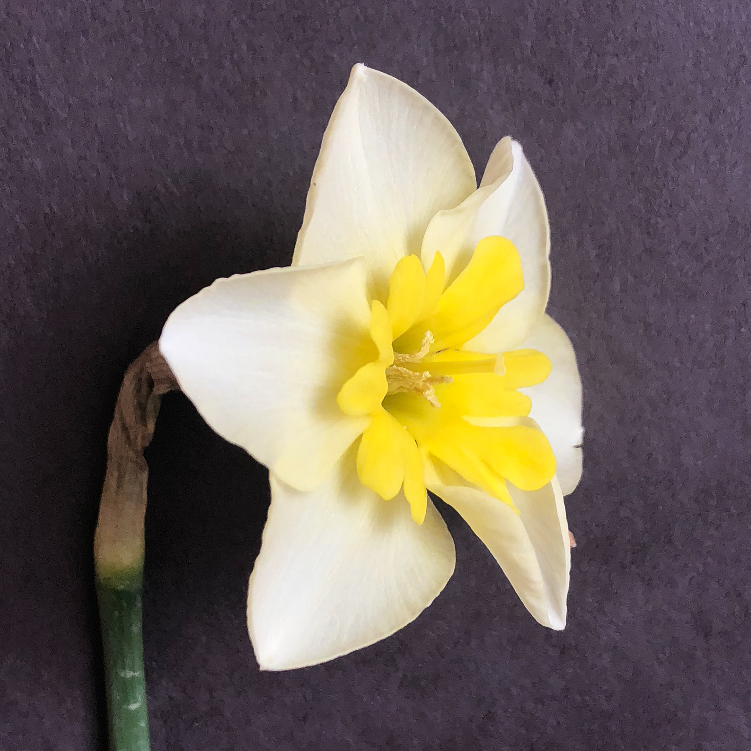three quarter view of narcissus smiling twin