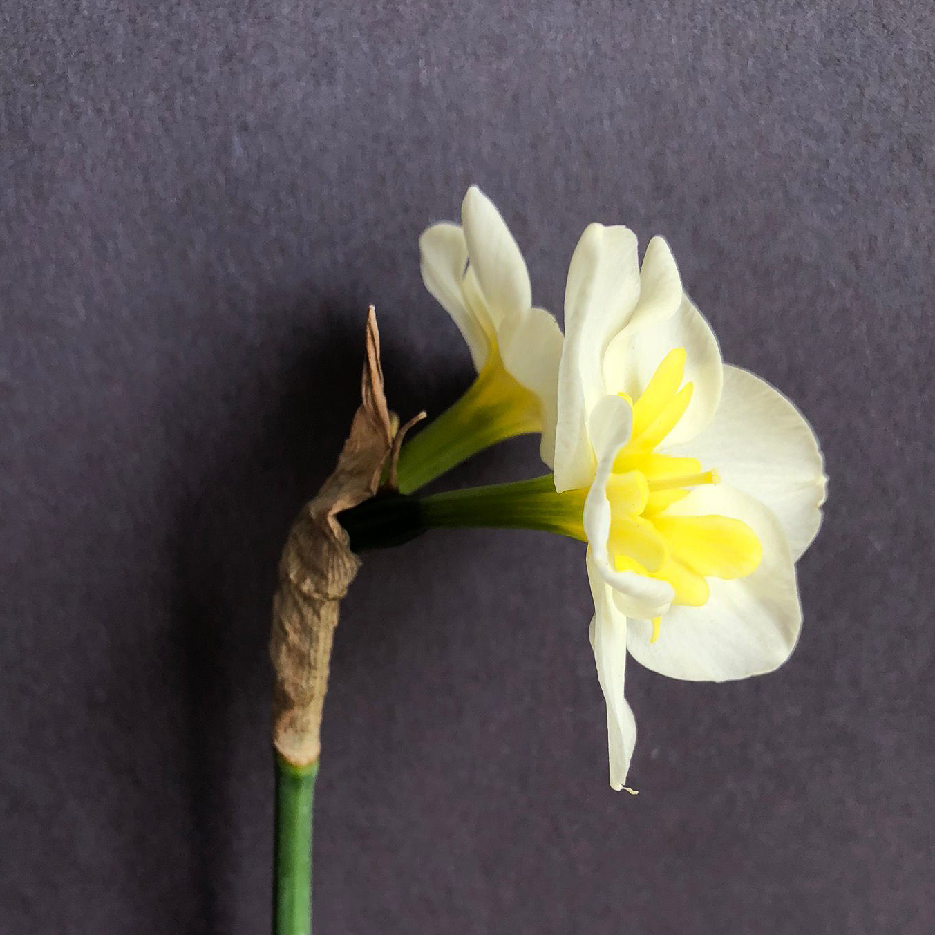 side view of two narcissus smiling twin flowers on a single stem
