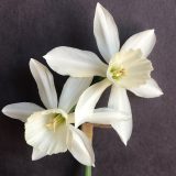 front view of two narcissus thalia flowers on a single stem
