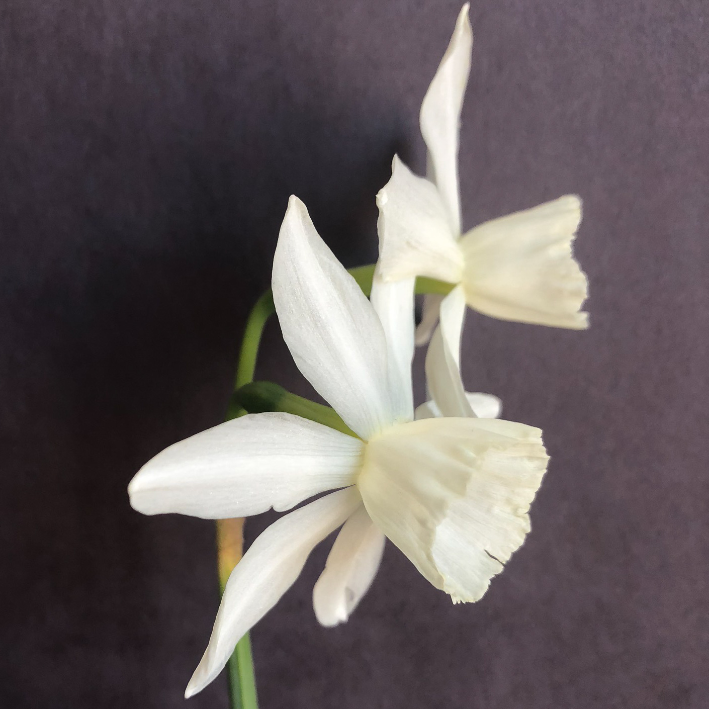 three quarter view of narcissus thalia