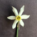 front view of narcissus toto