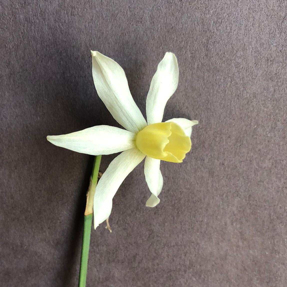 three quarter view of narcissus toto