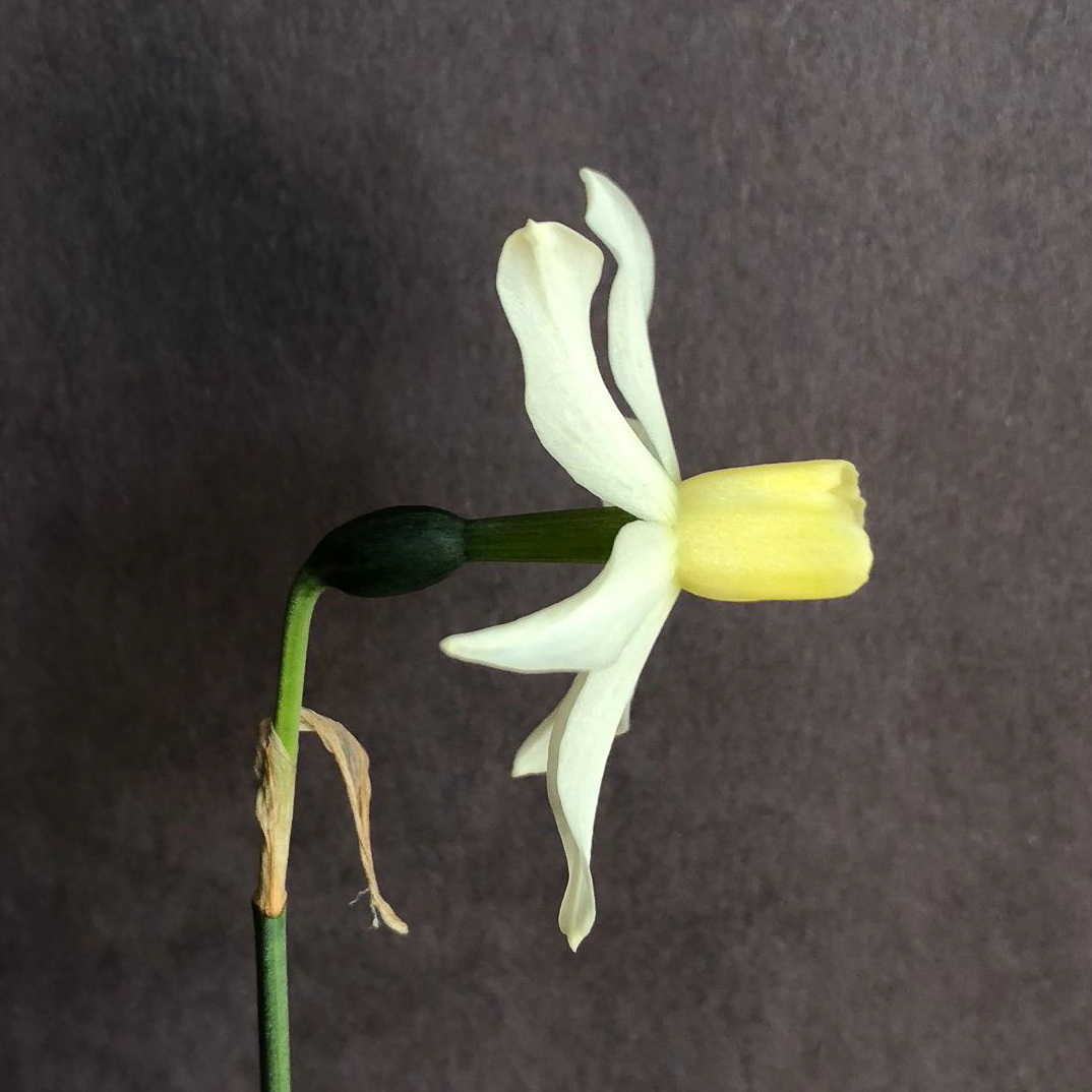 side view of narcissus toto
