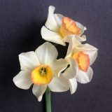 three narcissus yazz flowers on a single stem one facing front and two facing the right side