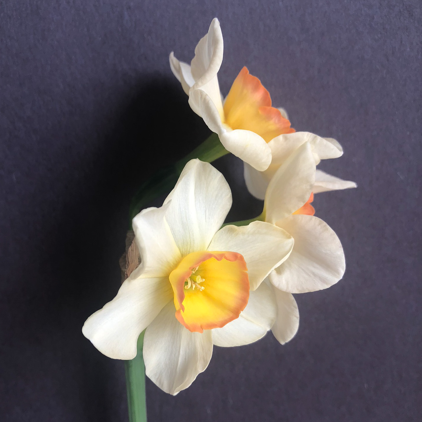 three narcissus yazz flowers on a single stem all facing different angles