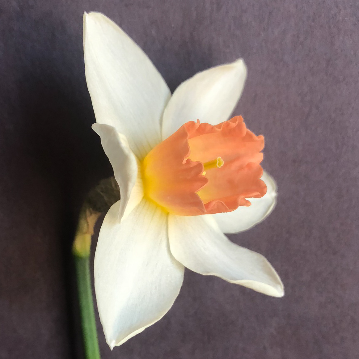 three quarter view of narcissus accent