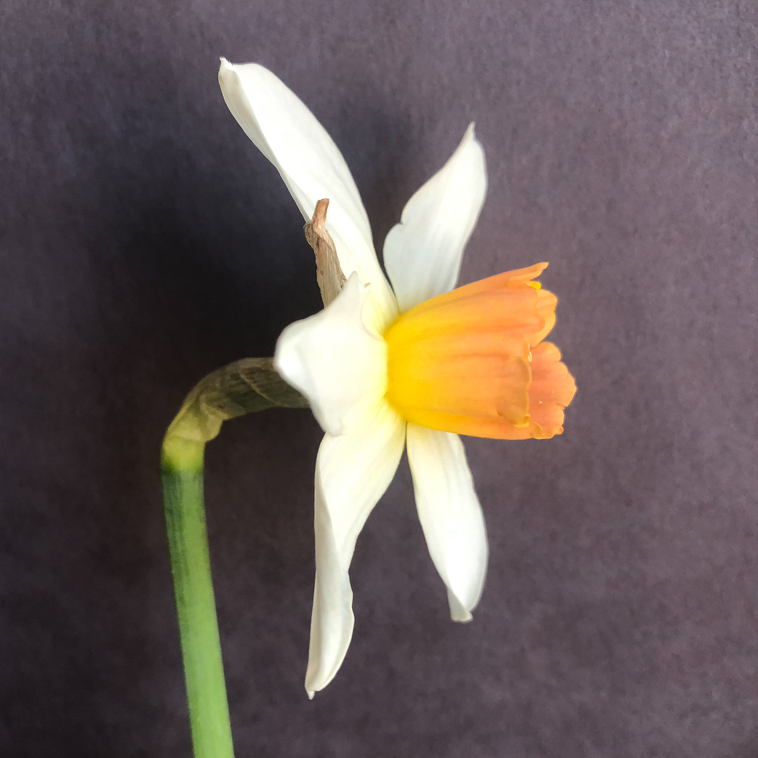 side view of narcissus accent