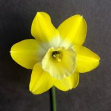 front view of narcissus intrigue