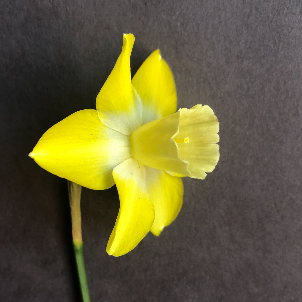 three quarter view of narcissus intrigue