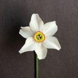 front view of narcissus poetica varietal recurvus