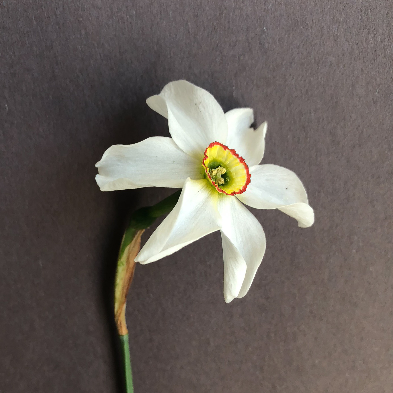 three quarter view of narcissus poetica varietal recurvus